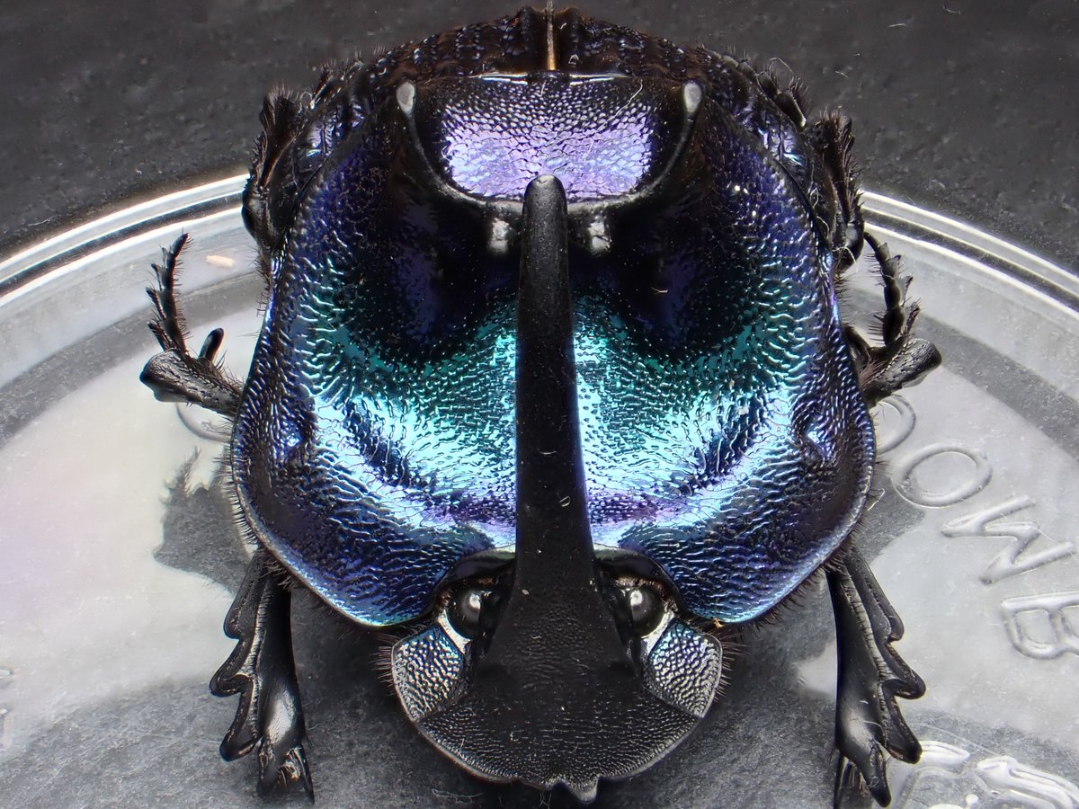 Megaphanaeus lancifer 🇵🇪Peru ランキフェールオオニジ