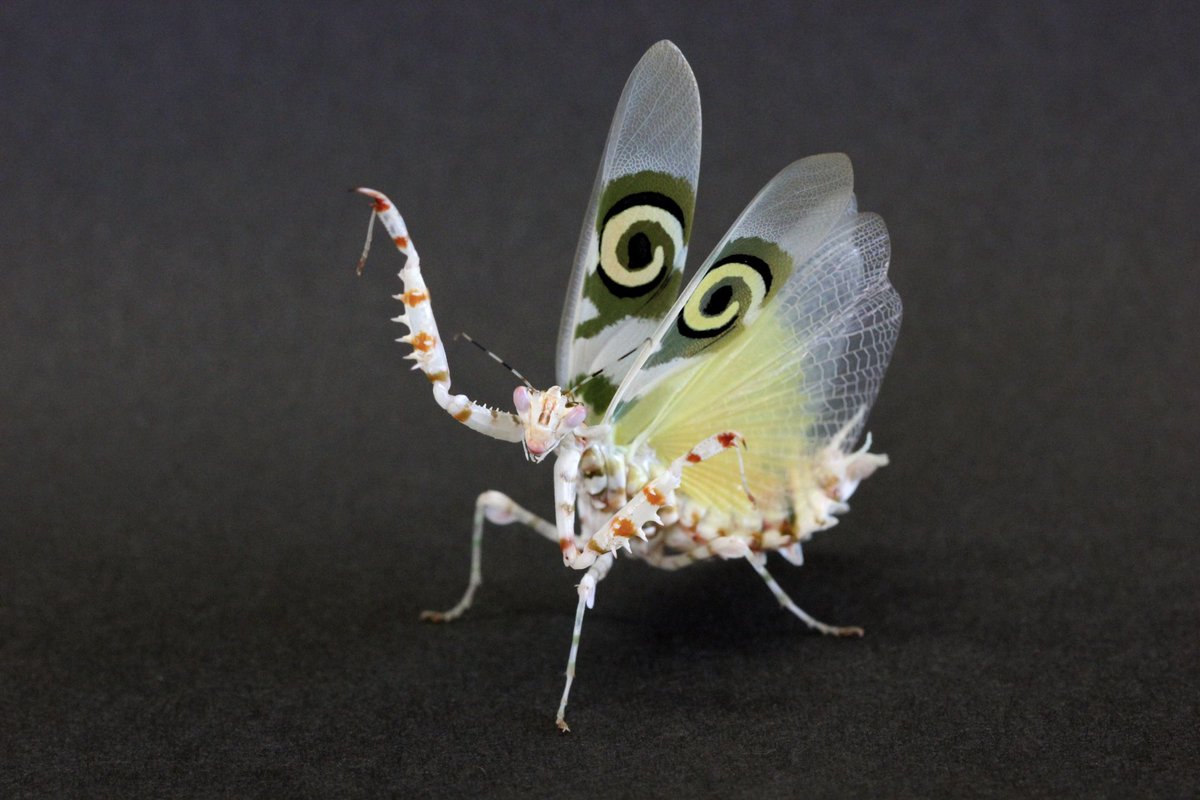 アフリカメダマカマキリ 僕の1番好きなカマキリです。理由は見たら