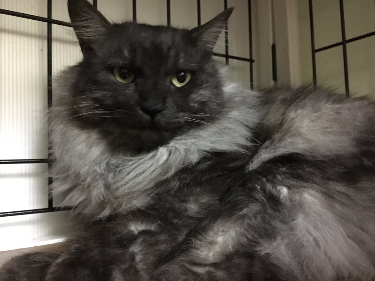 新猫ちゃんのレオくんです。長毛のブラックスモークの毛色がとっても