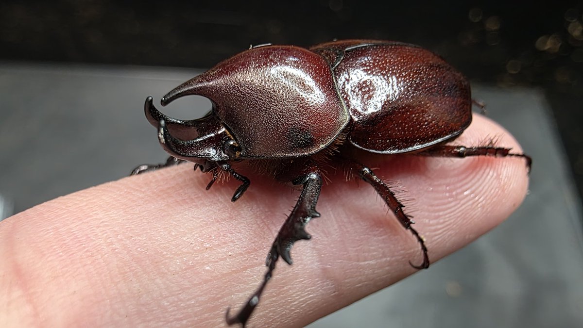 日本初入荷のディケラトプスヒナカブト期間限定で展示中です✨ 是非