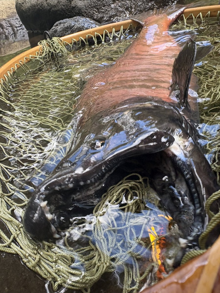 Oncorhynchus masou (@OncorhynchusM) / Posts / X