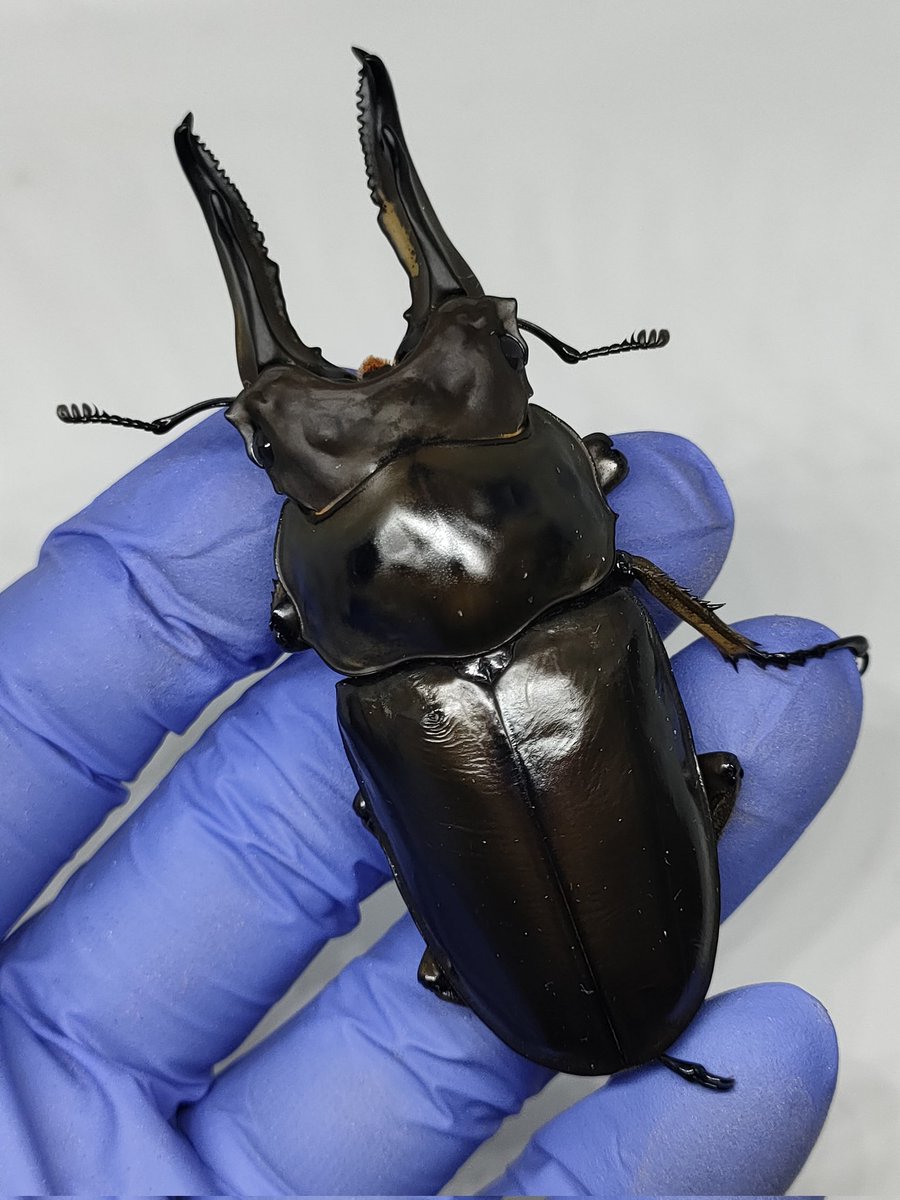 カブクワLink (tell090-5053-8896) (@kabukuwaLink) / Posts / X