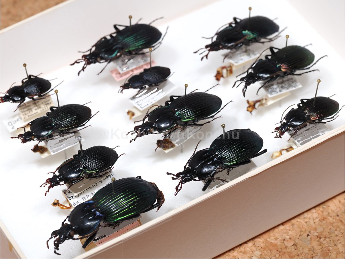 超激レアなオサムシ、展示します！】 世界に20種ほどしかおらず、国内