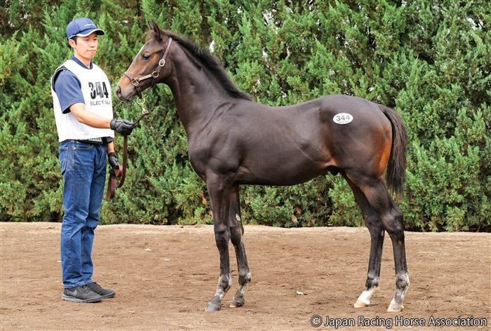 セレクトセール2025】 上場番号 344番 父 イクイノックス 母