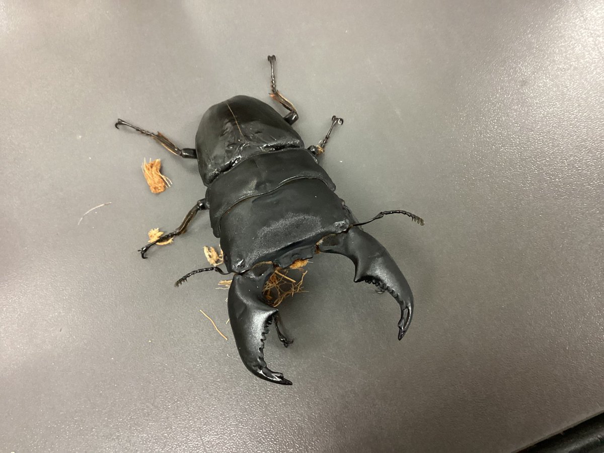 入荷情報 スマトラヒラタ(極太血統) スジブトヒラタ(大型血統〜70ミリ