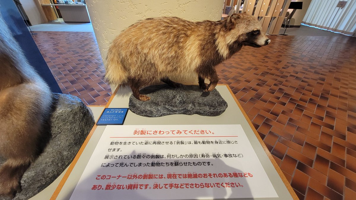 博物館にある剥製、ただ立ってるだけでなく、なんか物語を感じる展示に