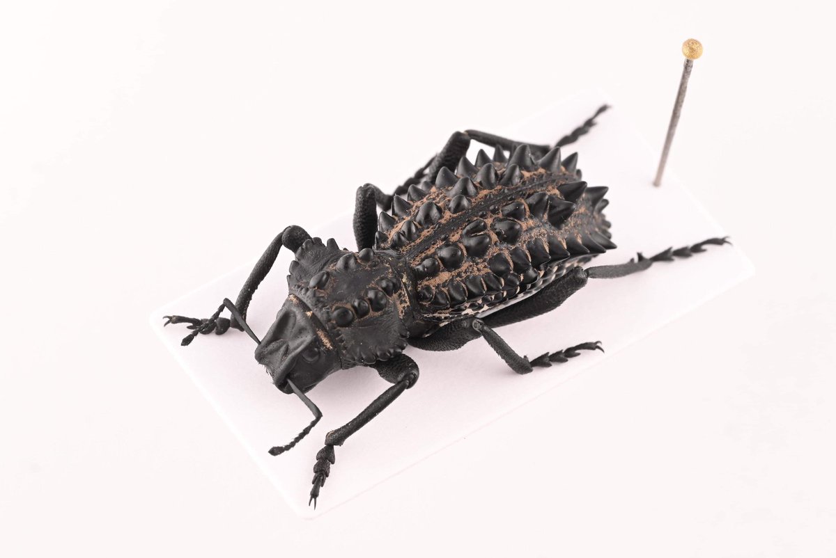 Gagatophorus draco 西オーストラリア産のヤバいゾウムシ