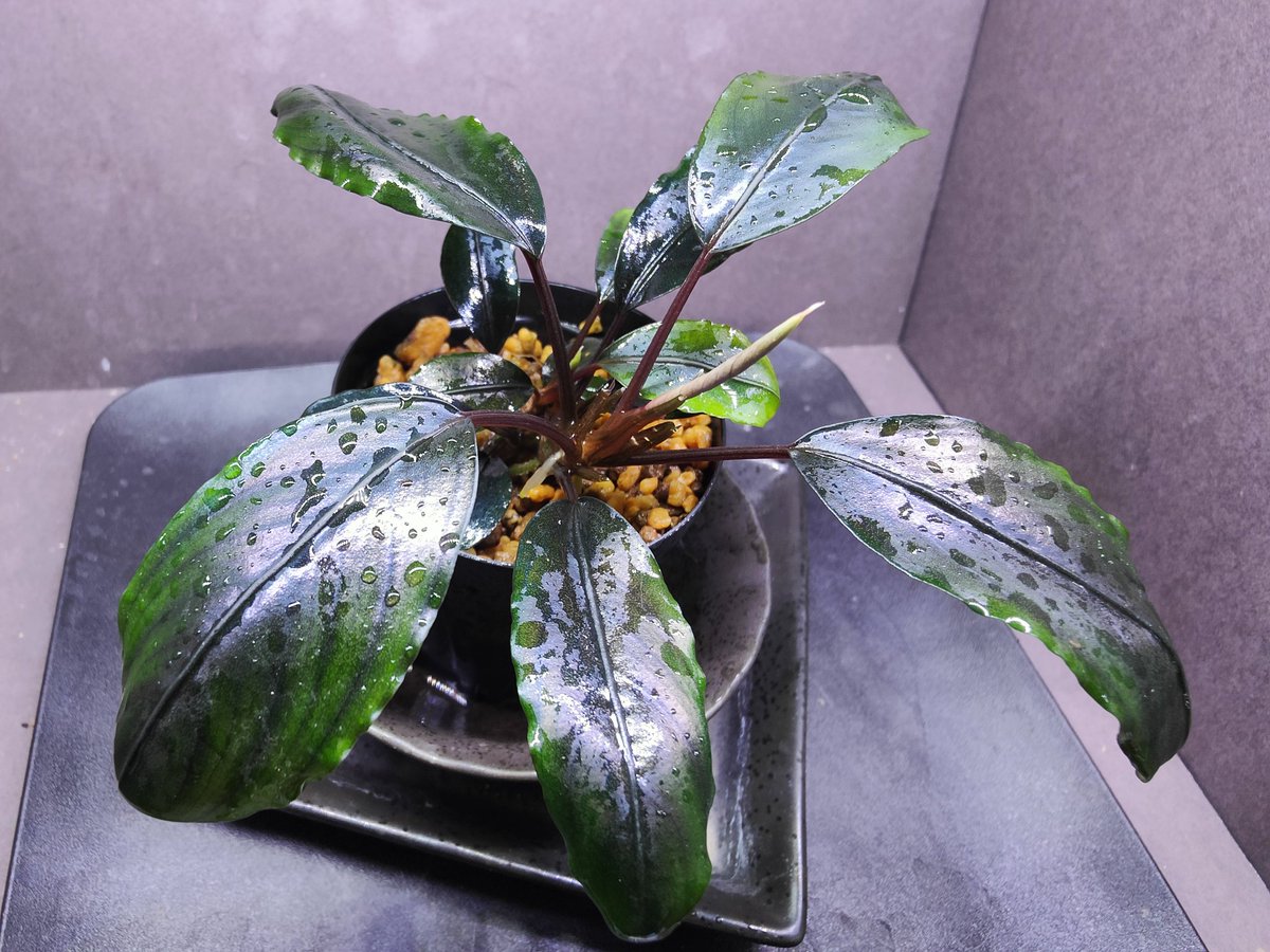 Bucephalandra sp.Motleyana Red-stem round 2023/06 Aqua Garden 水の