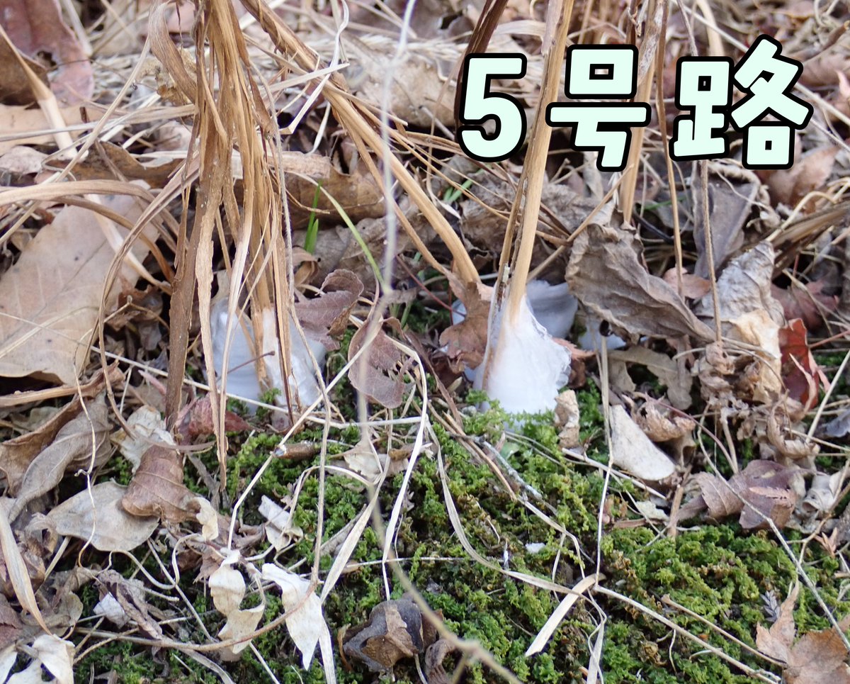 天気：晴 気温：-2.0℃ 富士山展望：○ 4号路を登っていると、久しぶり