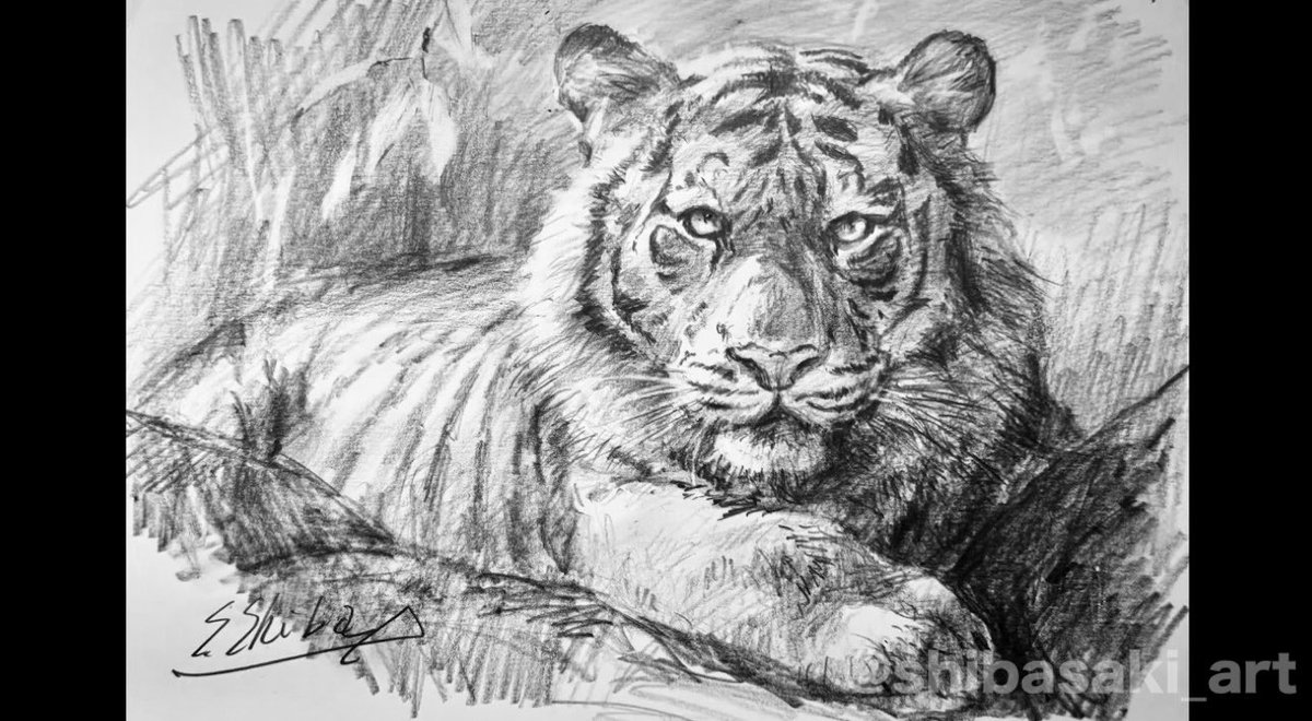 虎 鉛筆画