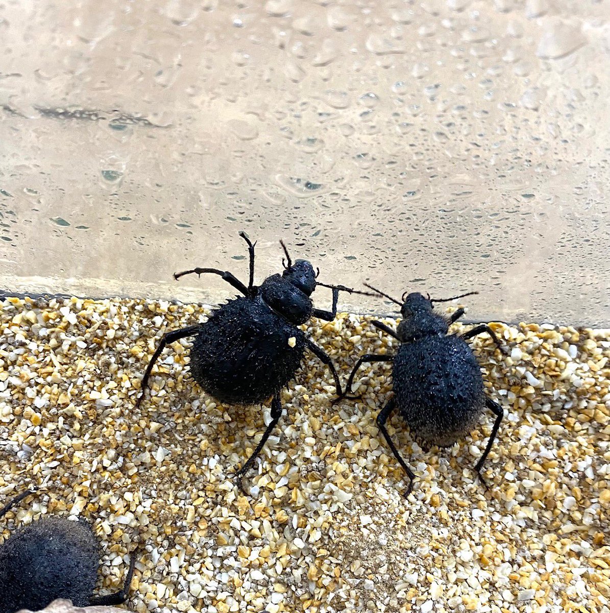 本日ポイント2倍DAY 【トゲヘリサバクゴミムシダマシ】 霧吹きでシュッ