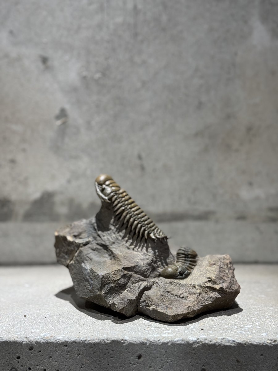 2体の三葉虫が同居するマルチプレート標本＞ 人気の三葉虫「クロタロセ