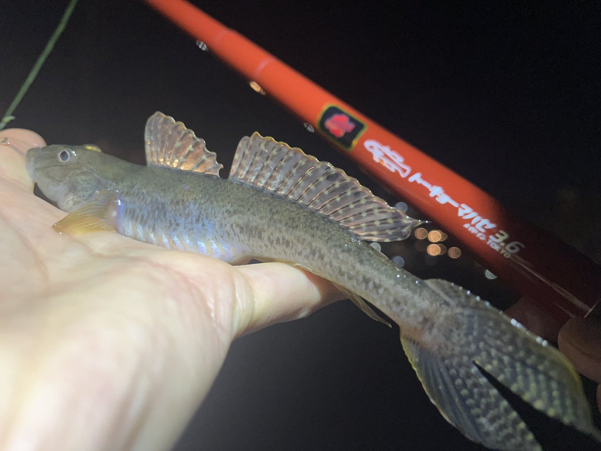 トーキョーマハゼ🎣にいがたフィッシングショー2/14,15 (@TOKYOMAHAZE