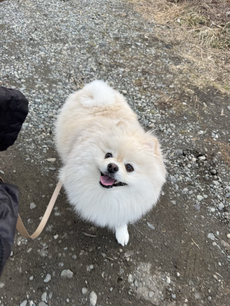 りん（ポメラニアン） (@LStnd38qA2pBwap) / Posts / X