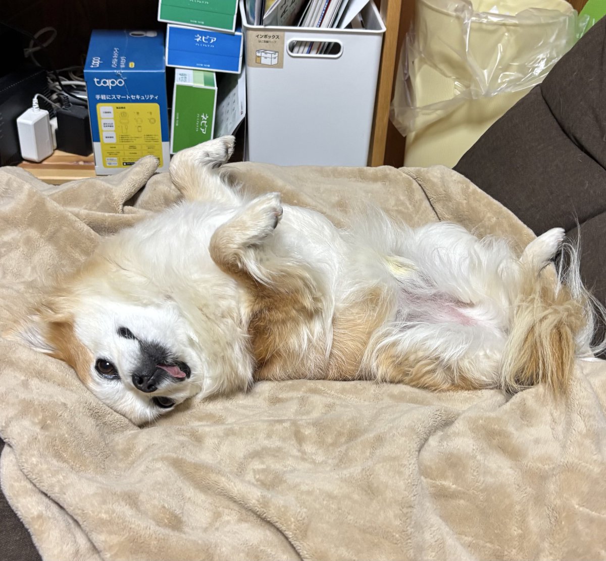 チビちゃんかわいい寝方してる😴💕