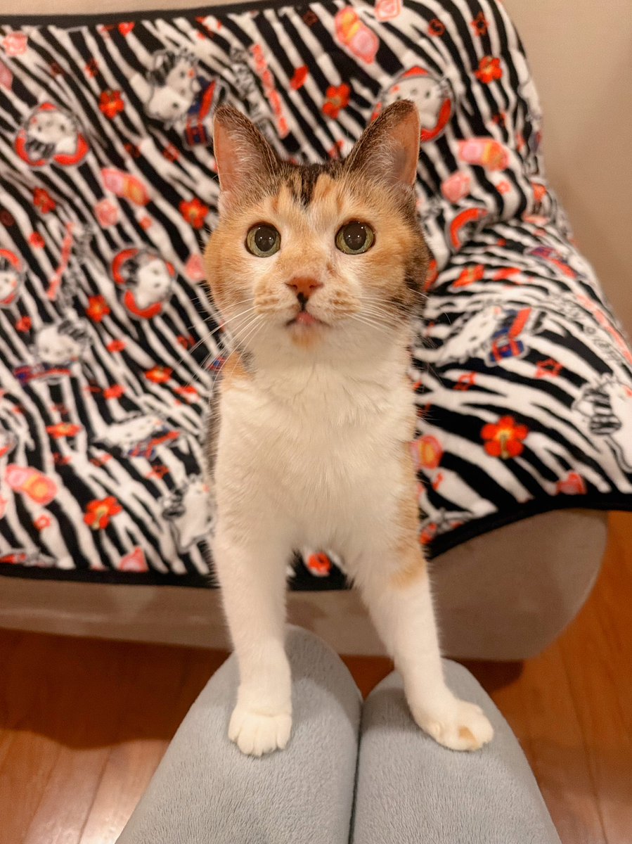 Post by あめちゃん🐱 on X: 🐱