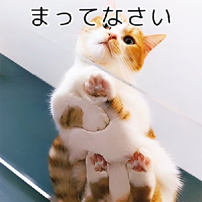 猫😸のひとりごと🤔💬 にゃんにゃんにゃーん🐈(*ฅ́˘ฅ̀*)