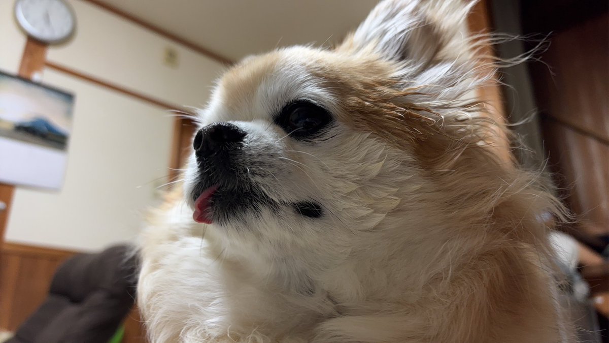 甘えっ子チビちゃん❤️