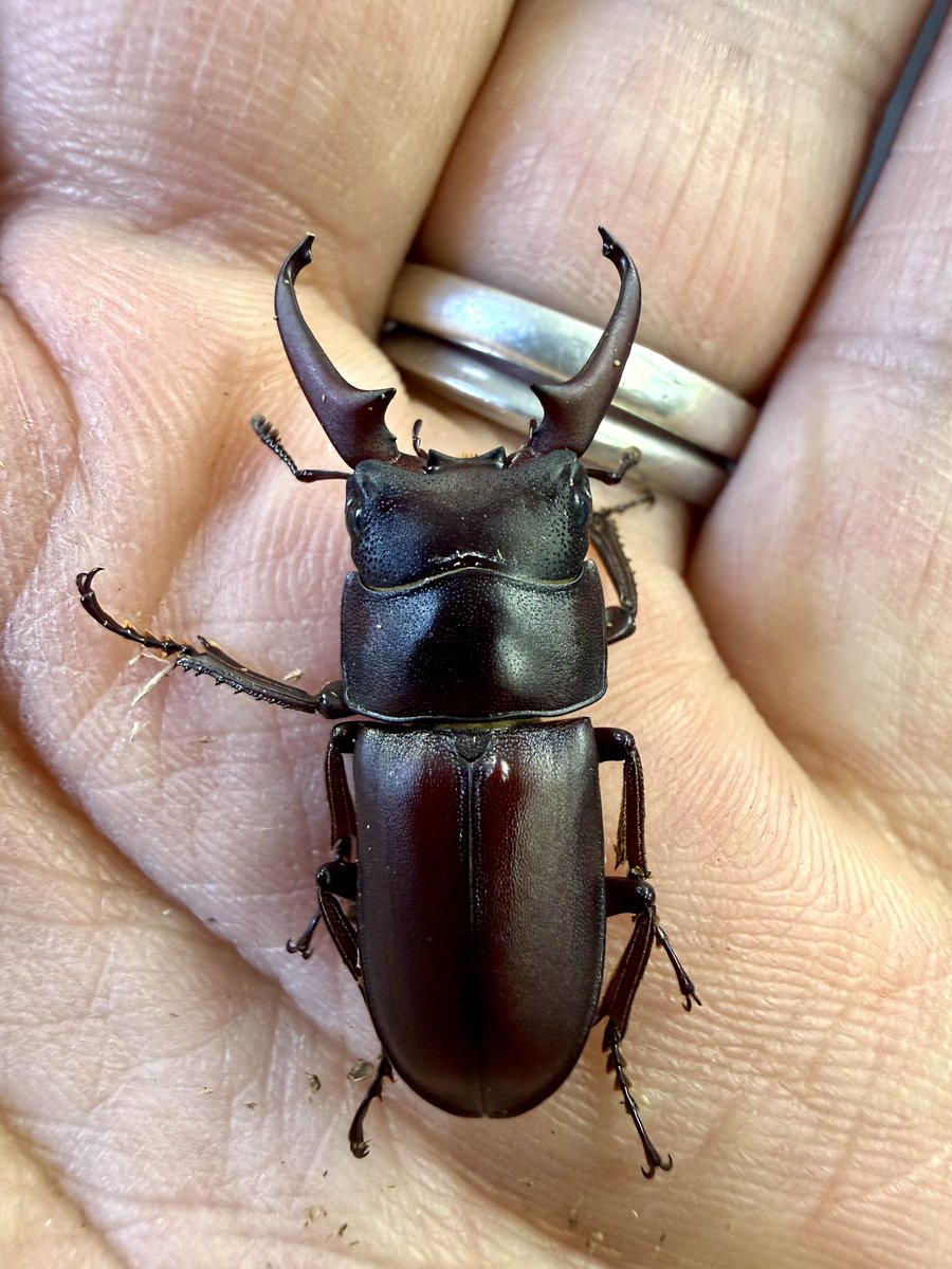 かぶぶくわわ (@mushi_lowkun) / Posts / X