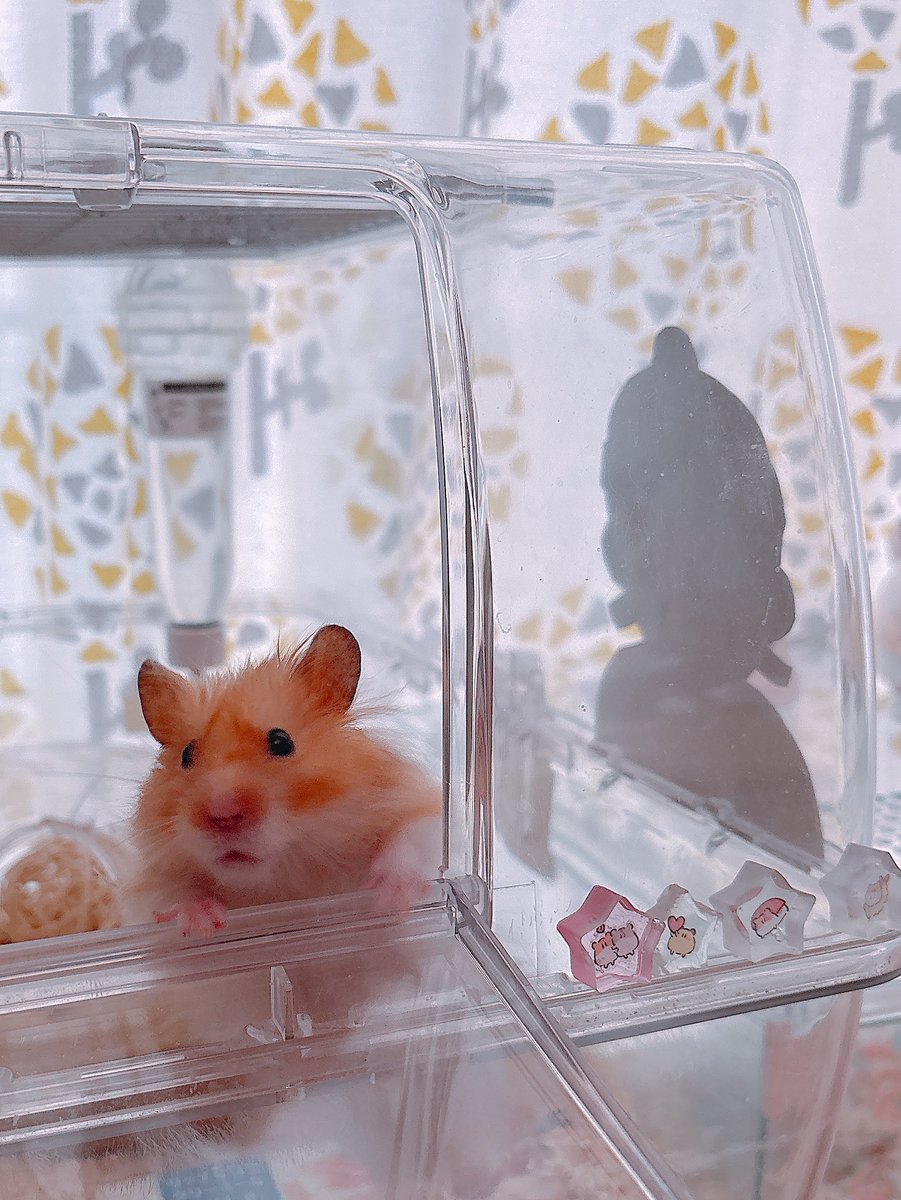 ⋆⸜ᴳᴼᴼᴰ ᴹᴼᴿᴺᴵᴺᴳ⸝⋆*