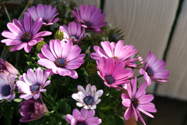 占いサロン順震(原宿当たる占い師5選、ヤフー占い売上No1占い師）2/28