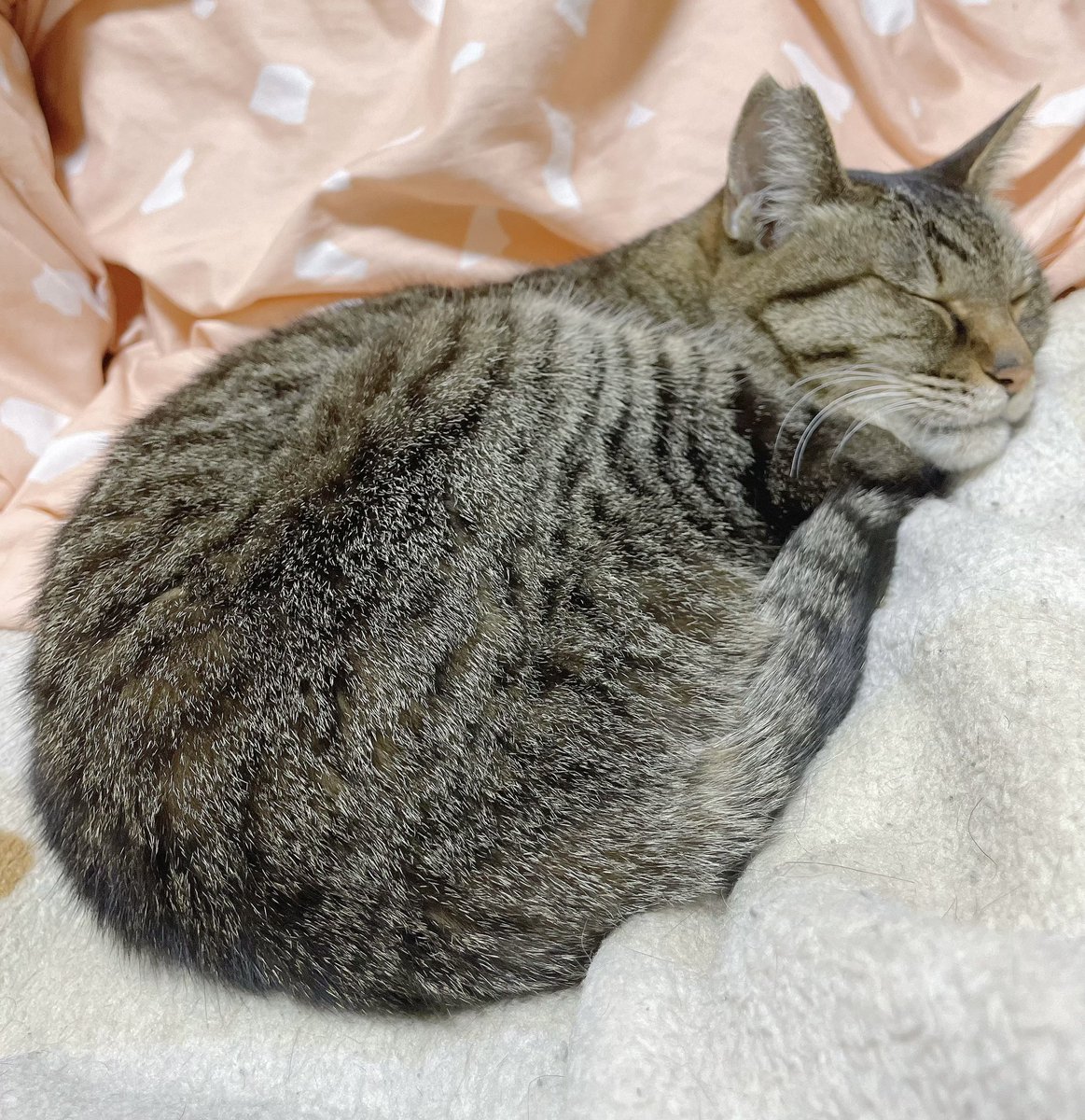 のんにゃお🍃窓枠🐱 (@xno_nx618) / Posts / X