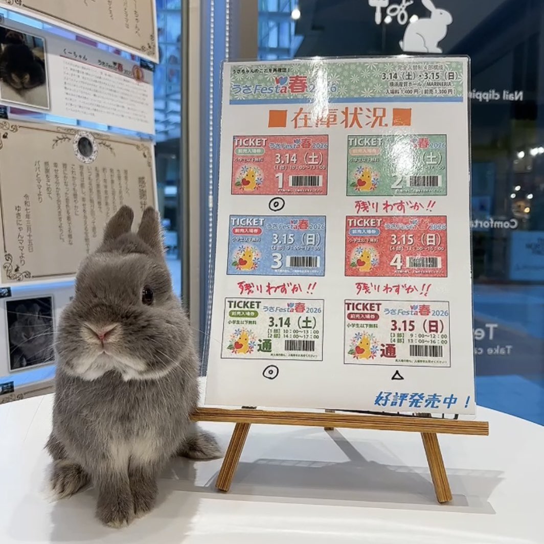 うさフェスチケット在庫状況です‼️ 時間帯によっては無くなりそうな