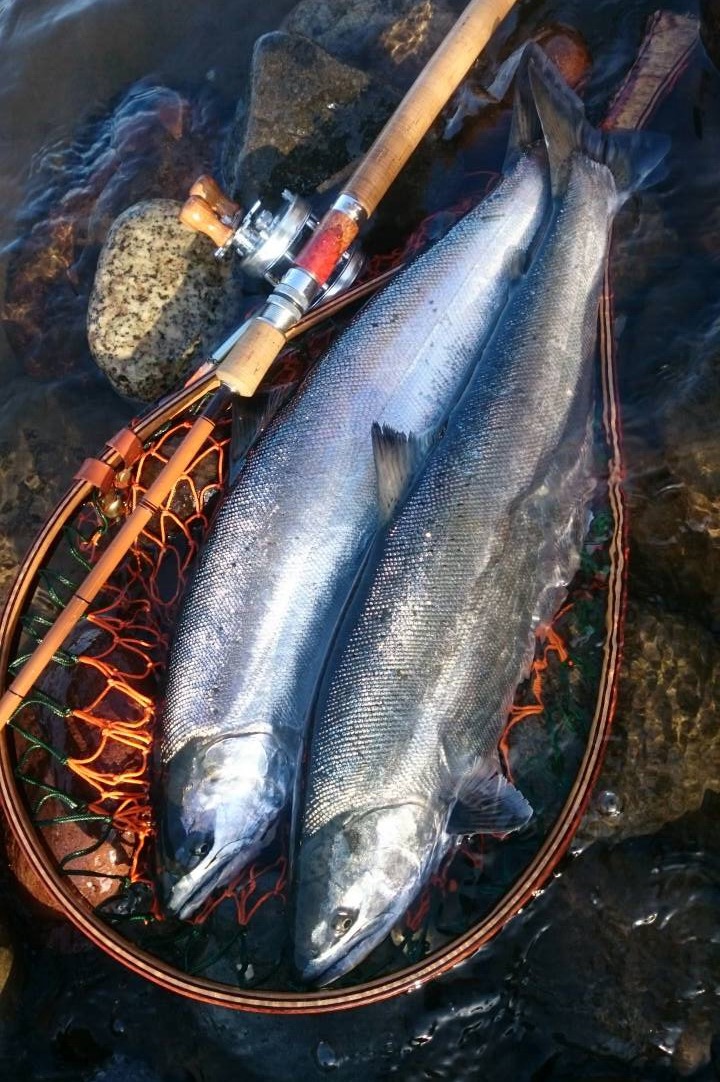 Anglo & company PRB553 【公式通販】