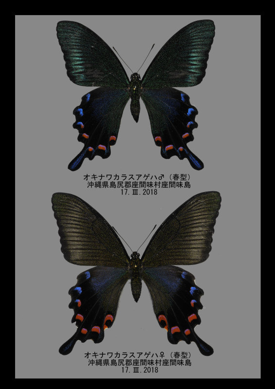座間味島のオキナワカラスアゲハ : 蝶々阿呆日記