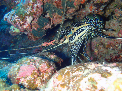 500 ゴシキエビ : ランゲルハンス島の海