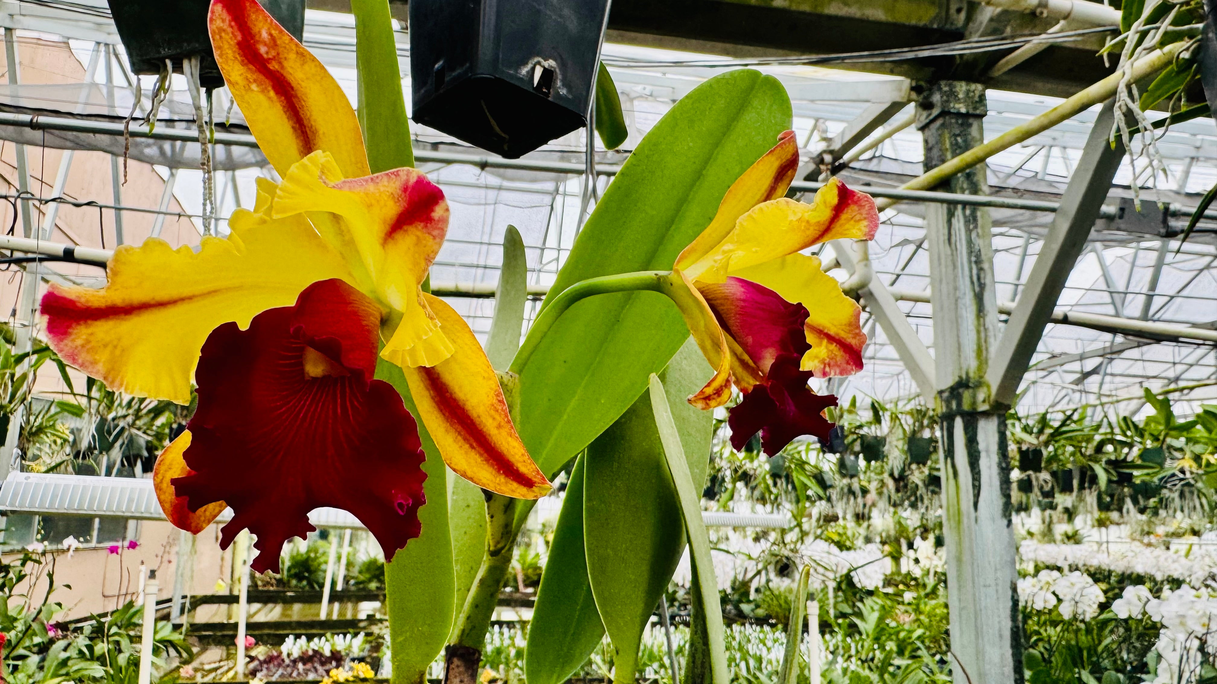 Large Cattleya Fragrant Blc. Toshie Aoki 'Pizazz' – Peak Orchids