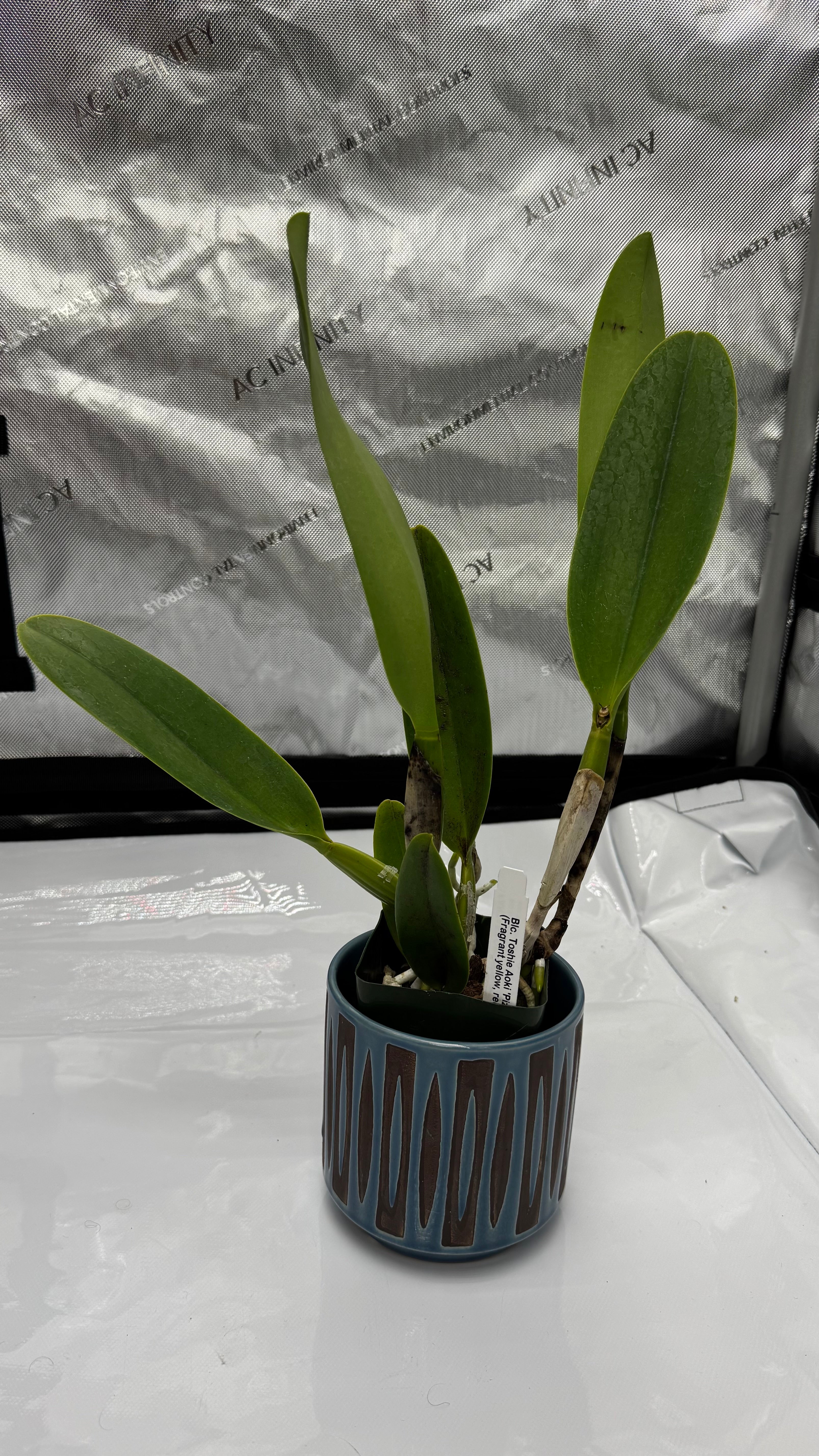 Large Cattleya Fragrant Blc. Toshie Aoki 'Pizazz' – Peak Orchids