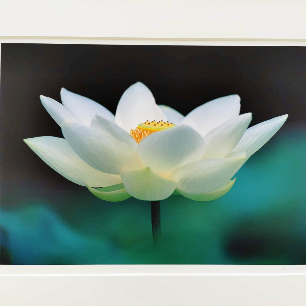 大白蓮 – PJarts Tokyo