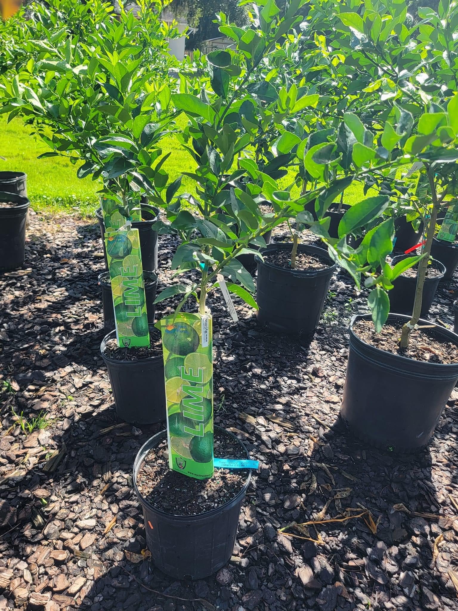 Key Lime Tree (thorny) – Pooler Plant Pick-Up Station