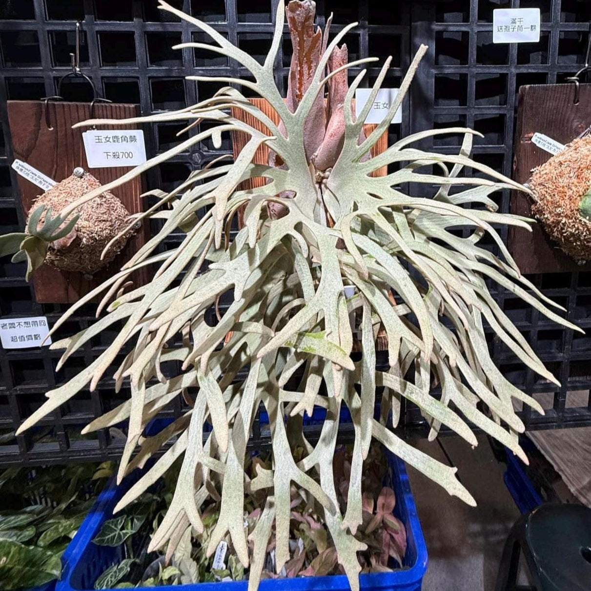 Willinkii “Jenny” – Platy & Co