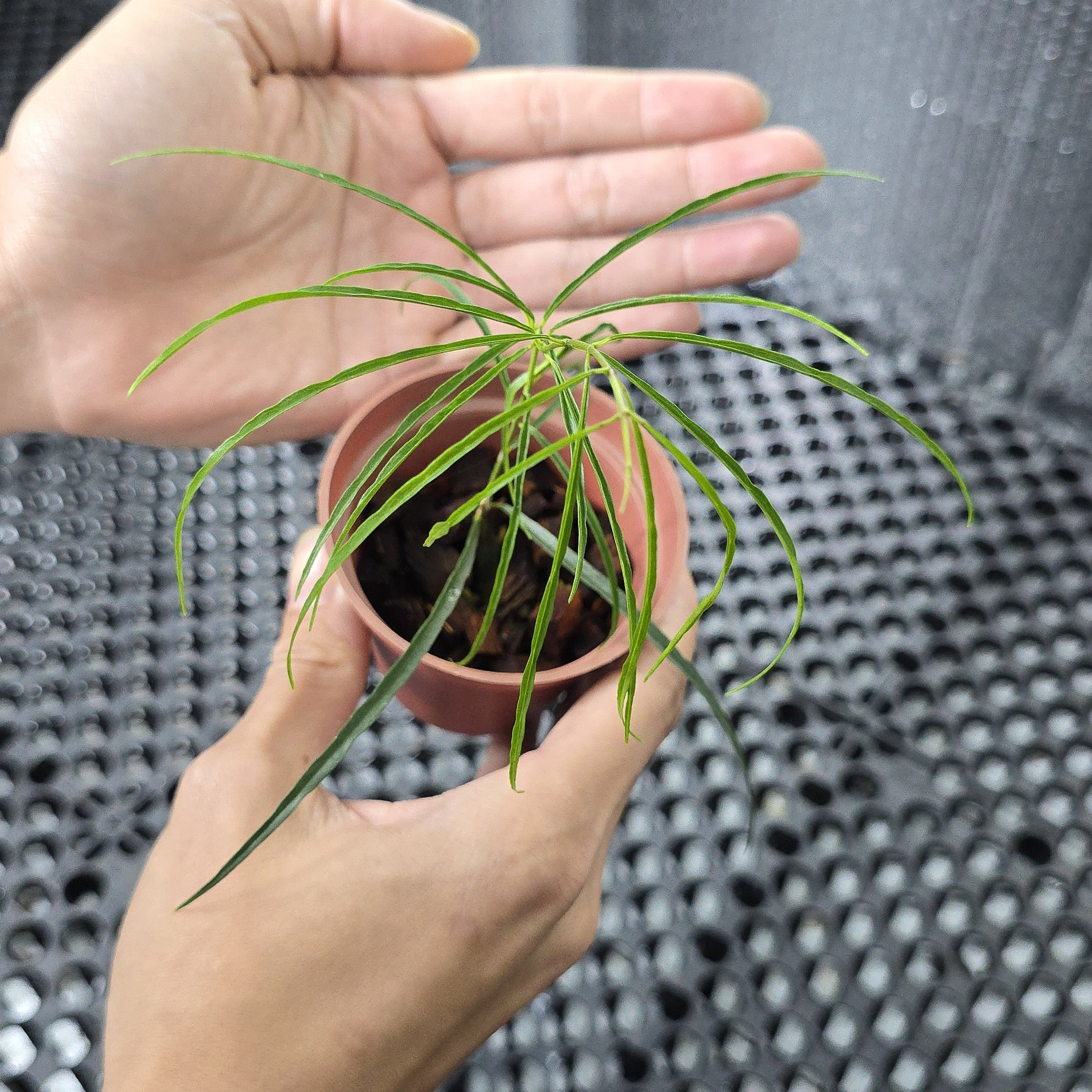 Hoya Stenophylla – Plantstop.us