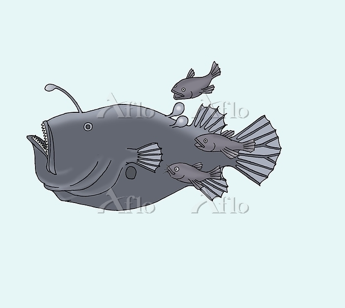 ミツクリエナガチョウチンアンコウ [180302613]のイラスト素材 - アフロ