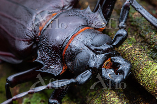 タイタンオオウスバカミキリ [175572240]の写真素材 - アフロ