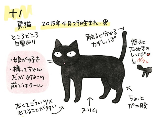 猫好きにはたまらない！ ちょっとどんくさいナノと、おてんばきなこの