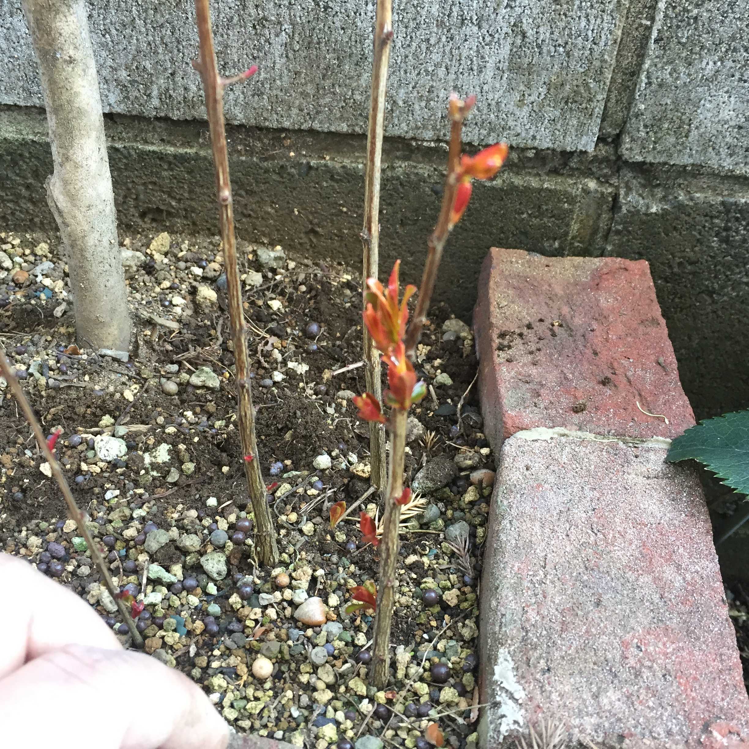 ザクロの挿し木成功！挿し木時期4月で若い親木の挿し穂が発根しました