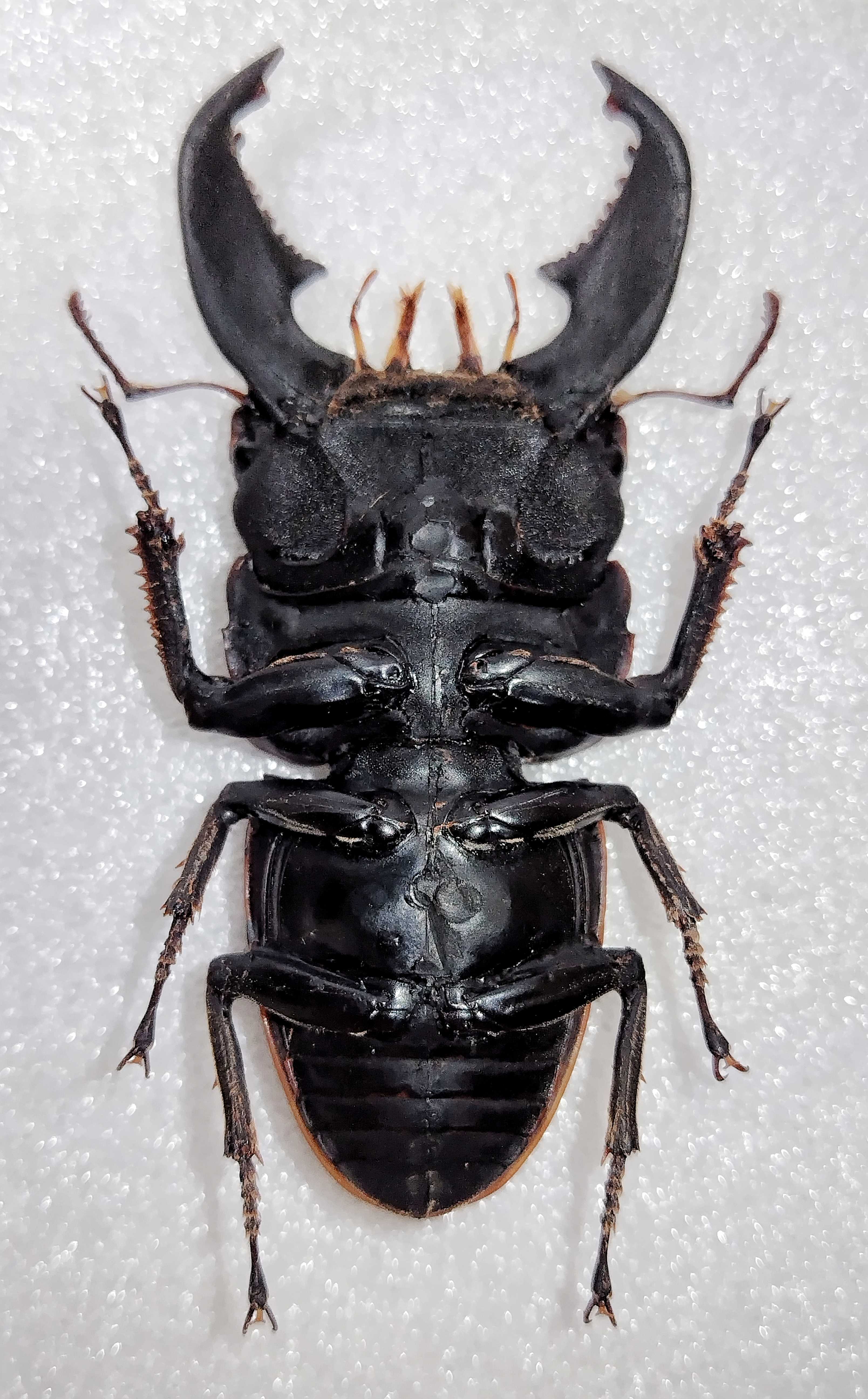 スマトラオオヒラタクワガタ (リアルモデル) 涅槃模型 - ✦ むし ぶろぐ ✦
