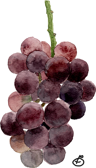 岡山産ぶどう一番乗り vol.485 🖌 高塚由子 の 水彩画 - 高塚由子 の