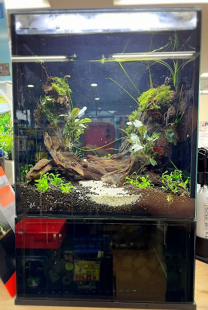 新たなAGSが登場‼ | 名古屋のペットショップRemix【リミックス・ペポニ】