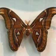 世界最大級の蛾は日本にいる！『あつまれ どうぶつの森』に登場する