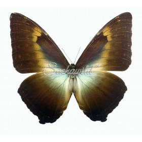 Morpho Rhetenor Helena (M)