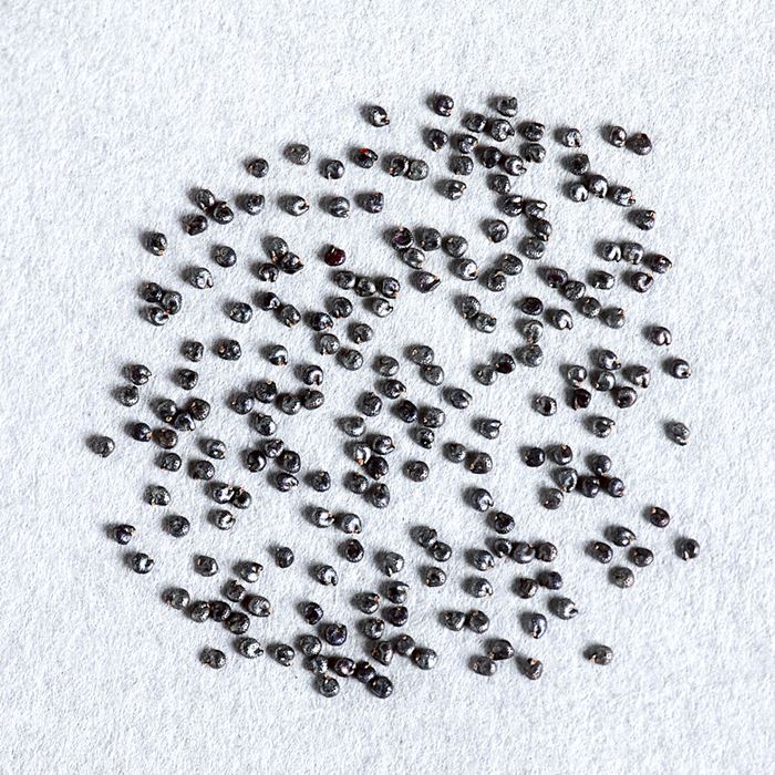 マツバボタン ソーラーキッズ 特選混合｜種（タネ）,球根,苗,資材