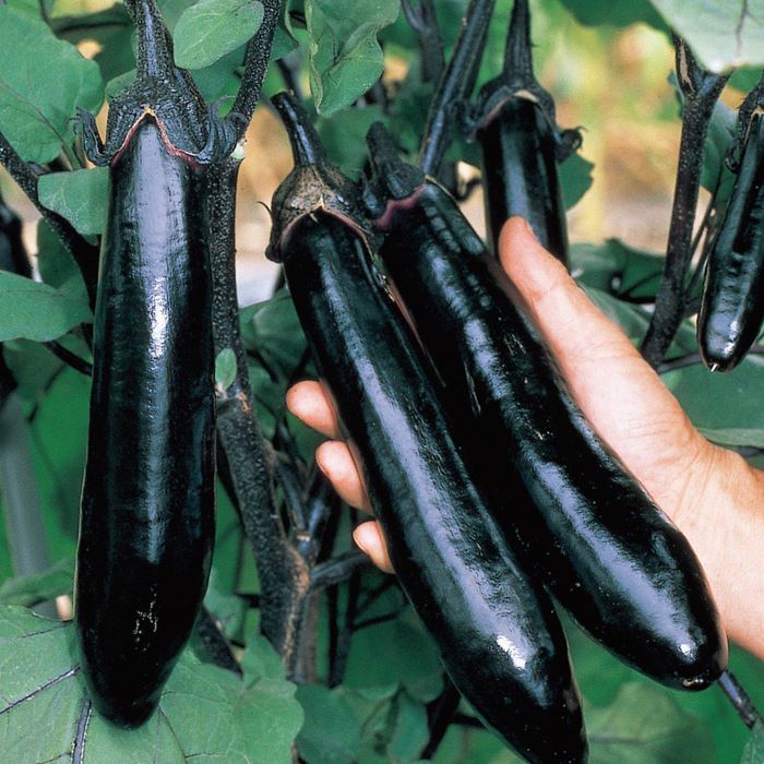 ナス 飛天長 接木苗｜種（タネ）,球根,苗,資材,ガーデニンググッズの