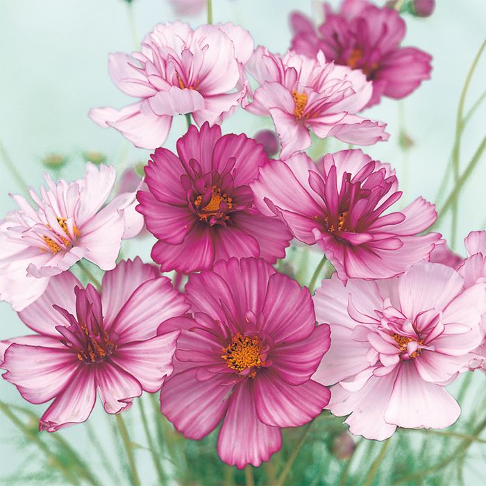 コスモス レッドイリュージョン｜種（タネ）,球根,苗,資材