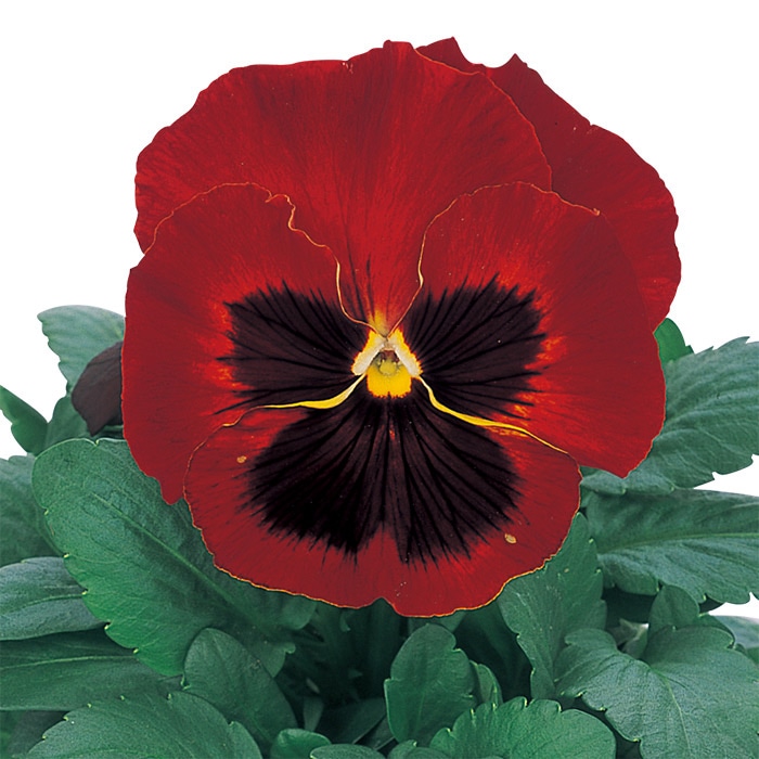 パンジー パシオ(R) レッドブロッチ (ver.2)｜種（タネ）,球根,苗,資材