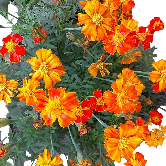 有機種子 マリーゴールド フレンチマリーゴールド ダークオレンジ｜種